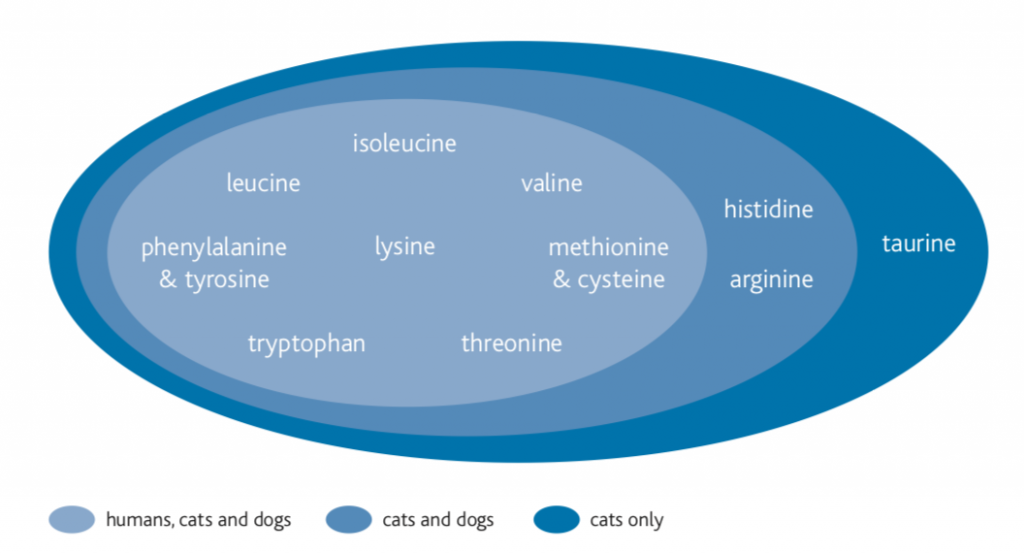 Essential amino acids for cats