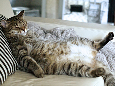 fat cat needs weightloss