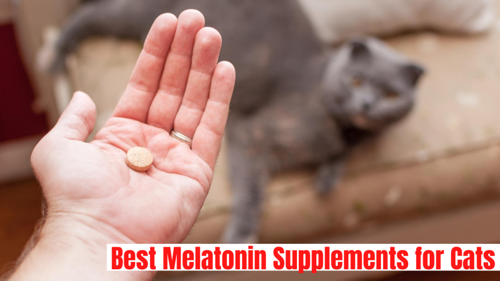 Best Melatonin Supplements for Cats