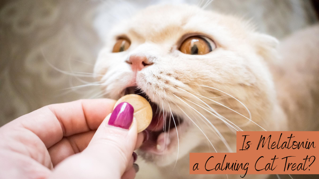 Is Melatonin a Calming Cat Treat