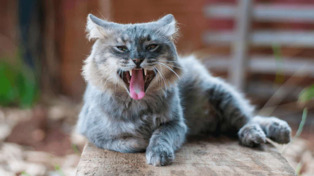 Cat Treats Bad Breath