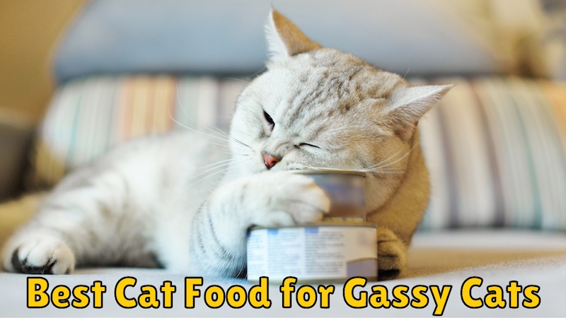 best cat food for gassy cat